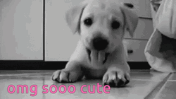 Cute Puppy Black And White GIF