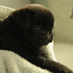 Cute Puppy Blower Lick  GIF