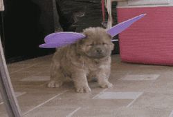 Cute Puppy Butterfly Wings Flirting GIF