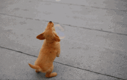 Cute Puppy Chasing Bubbles GIF
