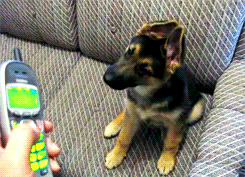 Cute Puppy Confused Cellphone GIF