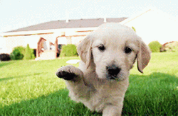 Cute Puppy Curious Reaching Paw GIF