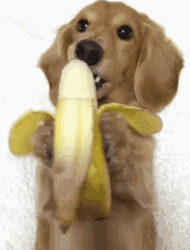 Cute Puppy Dog Eating Banana