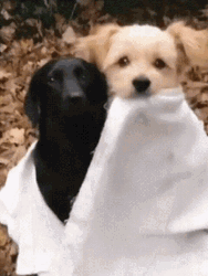 Cute Puppy Dog Hug GIF