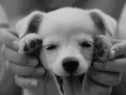 Cute Puppy Dog Peekaboo  GIF