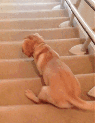 Cute Puppy Dog Sliding Stairs GIF