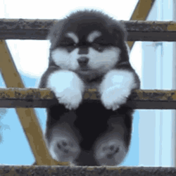 Cute Puppy Dog Swing