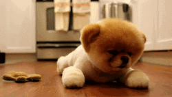 Cute Puppy Fluffy Bored Animal GIF