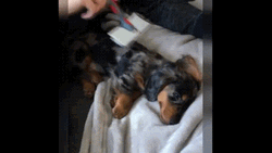 Cute Puppy Fur Comb Relax GIF