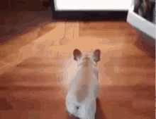 Cute Puppy Get Inside Refrigerator Hot Weather  GIF