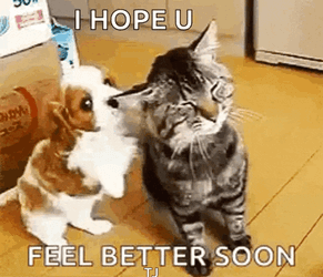 Cute Puppy GIF