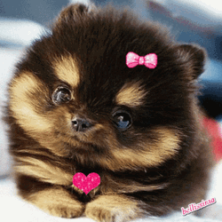 Cute Puppy Girl Ribbon Heart GIF