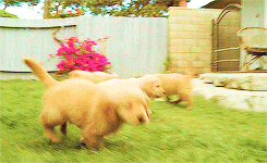 Cute Puppy Golden Retriever Running GIF