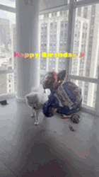 Cute Puppy Helium Birthday Balloons GIF