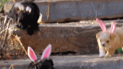 Cute Puppy Jumping Bunny Ears GIF