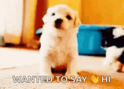 Cute Puppy Just Saying Hi  GIF