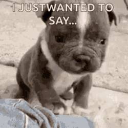 Cute Puppy Just Saying Hi Wave  GIF