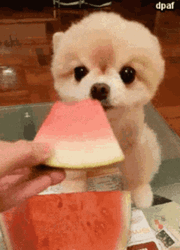 Cute Puppy Licking Watermelon GIF
