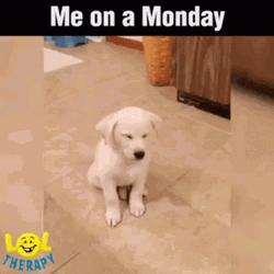 Cute Puppy Mood On Tired Monday GIF