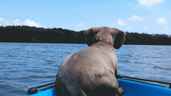Cute Puppy Ocean Jump Reaction GIF