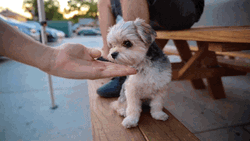 Cute Puppy Paw Handshake GIF