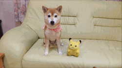 Cute Puppy Pikachu Toy Poke GIF