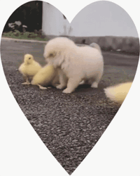 Cute Puppy Playing Chicks GIF