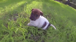Cute Puppy Playing Fall Down GIF