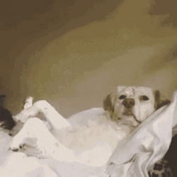 Cute Puppy Raising Hand I Did It GIF