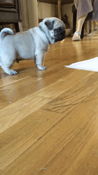 Cute Puppy Running Camera GIF