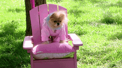 Cute Puppy Sassy Girl Pink GIF