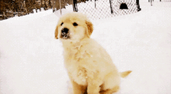 Cute Puppy Sitting Snow GIF