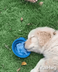 Cute Puppy Sleeping Drinking Water GIF