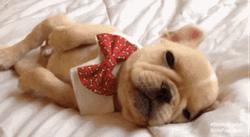 Cute Puppy Sleepy Bed Bow Tie GIF