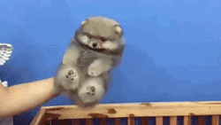 Cute Puppy Sway Air Dance GIF