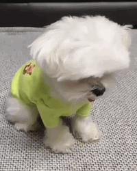 Cute Puppy Tongue Out GIF