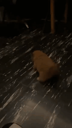 Cute Puppy Twerking Dog  GIF