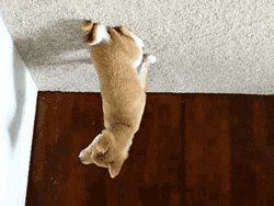 Cute Puppy Upside Down GIF