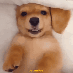 Cute Puppy Wink Bed GIF