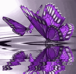 Cute Purple Butterflies Water