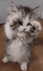 Cute Purr Kitten Stretching GIF
