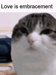 Cute Pussycat What Is Love GIF