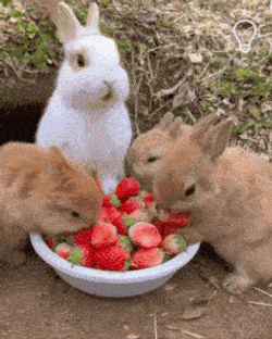 Cute Rabbit Eating GIF