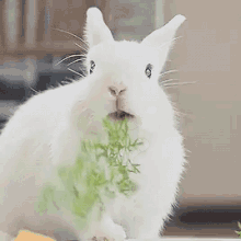 Cute Rabbit Munching Leaves GIF