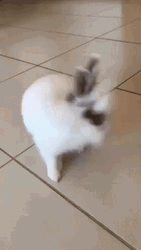 Cute Rabbit Reaction Que GIF