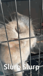 Cute Rabbit Slurp GIF