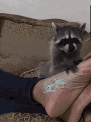 Cute Raccoon Doing Lotion Foot Massage GIF