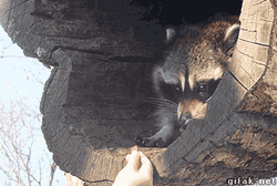 Cute Raccoon My Precious Food GIF