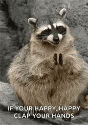 Cute Racoon Slow Clap Clapping Hands Round Of Applause  GIF