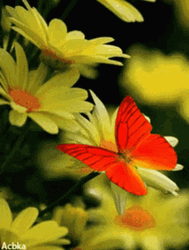 Cute Red Butterfly GIF